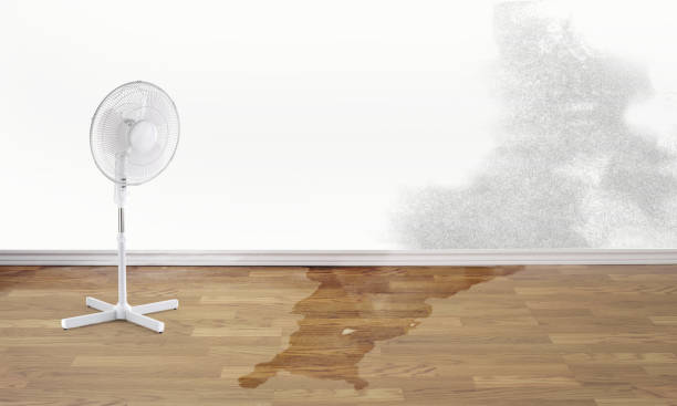 Best Basement water damage restoration  in Sylvania, AL